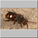 Nomada alboguttata - Wespenbiene w11 8mm.jpg
